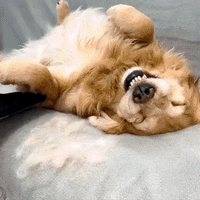 ShedGlove™- Fjern alt håret med ett sveip