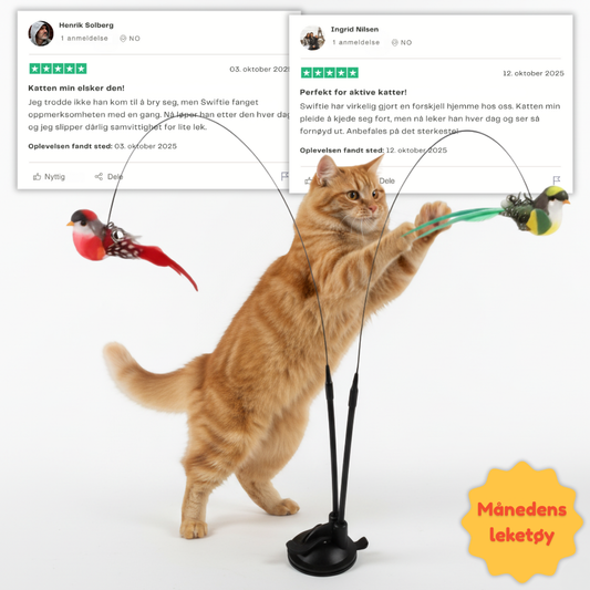 Swiftie – Får katten din til å føle seg som en jeger igjen